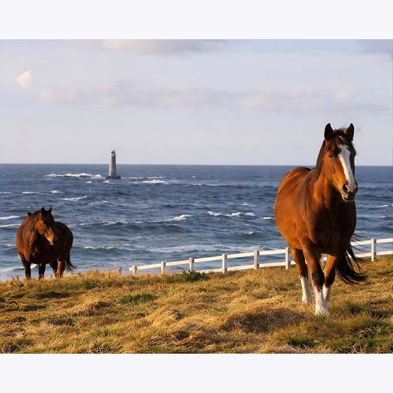 Seaside Gallop – Paint by Numbers - My Store