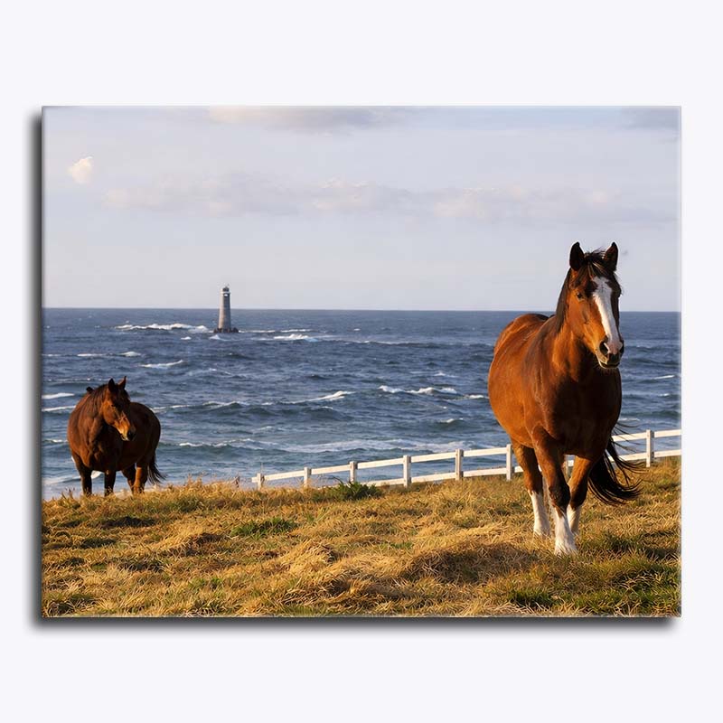 Two horses in a field with a blue sky and clouds.