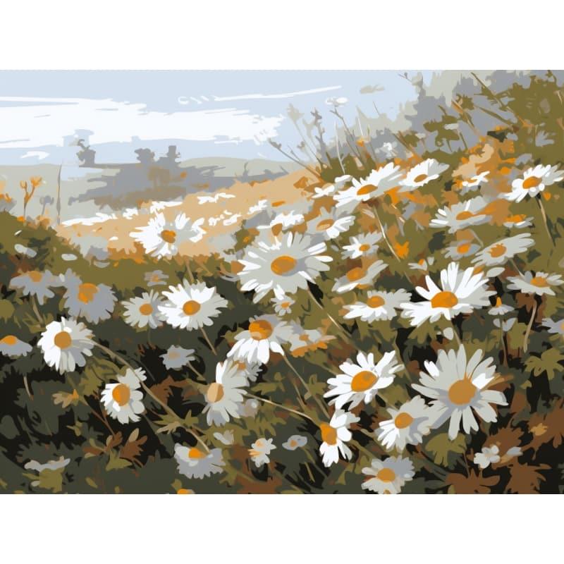 Wild Australian Daisies – Paint by Numbers - My Store